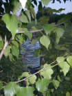 thumbs/im002139_r.png